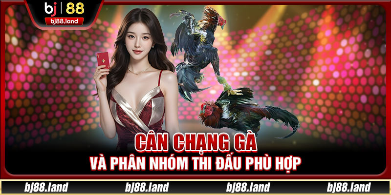 Cân chạng gà và phân nhóm thi đấu phù hợp
