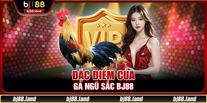 Đặc điểm của gà ngũ sắc BJ88