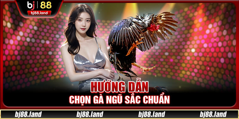 Hướng dẫn chọn gà ngũ sắc chuẩn