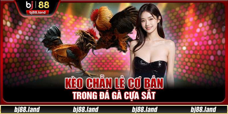 Kèo chẵn lẻ cơ bản trong đá gà cựa sắt