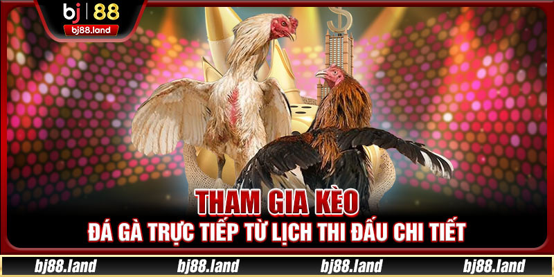 Tham gia kèo đá gà trực tiếp từ lịch thi đấu chi tiết