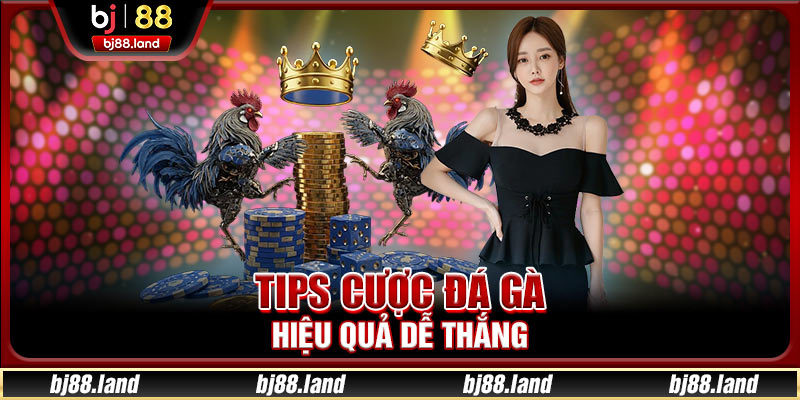 Tips cược đá gà hiệu quả dễ thắng