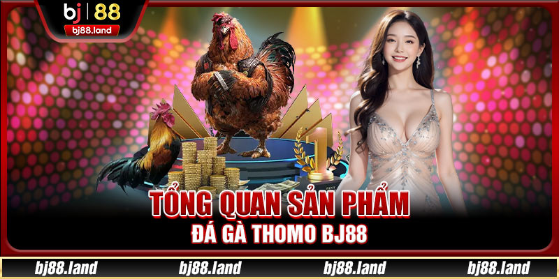 Đá Gà Thomo BJ88 - Sảnh Cược Đỉnh Cao Với Tỷ Lệ Thắng Lớn