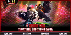 Ý nghĩa của thuật ngữ BDD trong đá gà