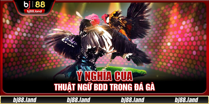 Meron Là Gì? Các Thuật Ngữ Đá Gà Quan Trọng Nhất 2025